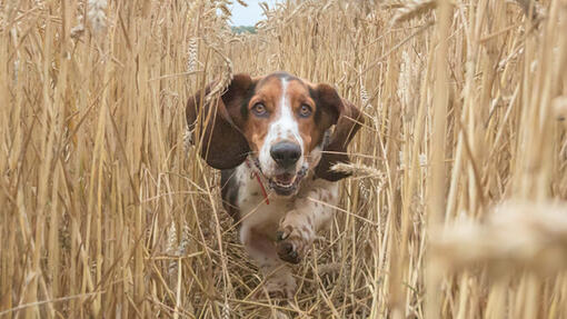 Our Bonio Dog Biscuit Range Purina UK